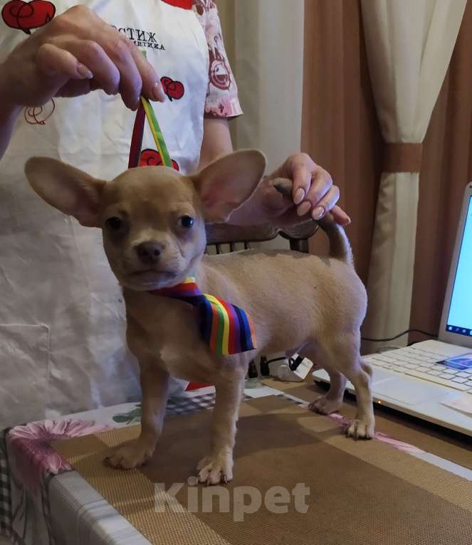 Собаки в Москве: Лиловый мальчишка чихуахуа  Мальчик, 45 000 руб. - фото 5