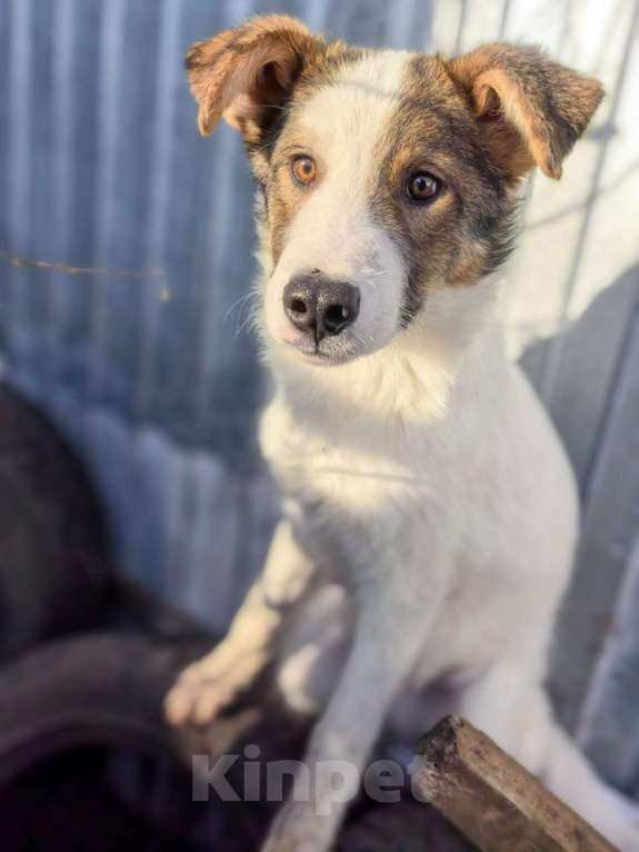Собаки в Лосином-Петровском: Томас якутенок в добрые руки Мальчик, Бесплатно - фото 3
