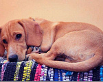 Собаки в Инкермане: Макс, Бесплатно - фото 3
