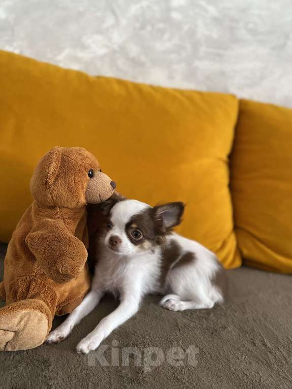 Собаки в Краснодаре: Чишка девочка Девочка, 25 000 руб. - фото 6