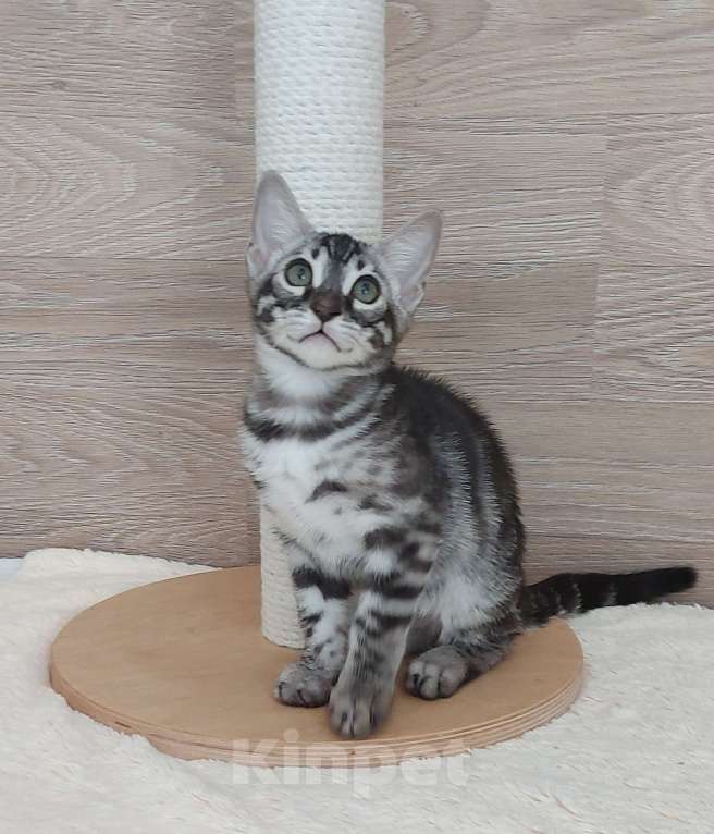 Кошки в Москве: Бенгальский мальчик  Мальчик, 55 000 руб. - фото 2