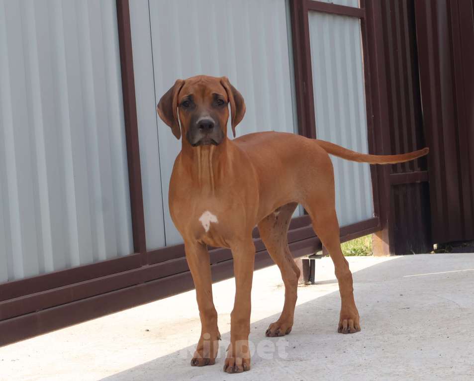 Собаки в Москве: Мальчик родезийского риджбека Мальчик, 60 000 руб. - фото 9