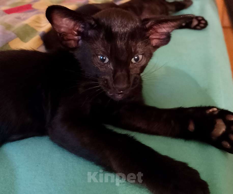 Кошки в Шахте: Продаю котят ориентальной породы  Мальчик, 25 000 руб. - фото 1