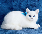 Кошки в Пушкино: Британский синеглазый котик! Шиншилла пойнт.  Мальчик, 15 000 руб. - фото 4
