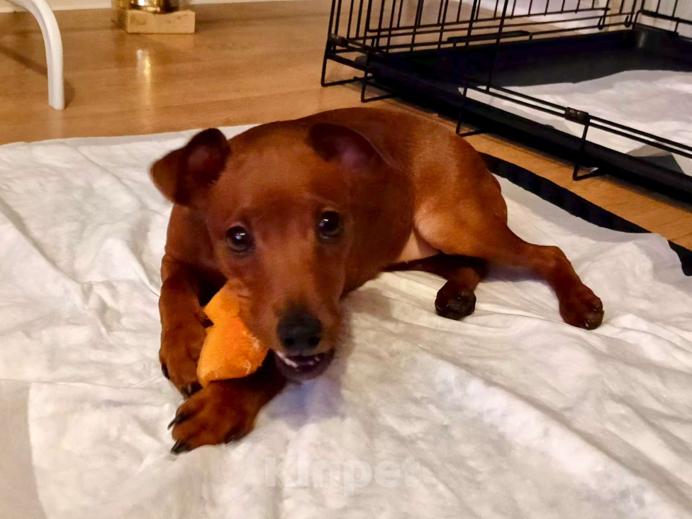 Собаки в Москве: Очаровательная девочка цвергпинчер Девочка, 50 000 руб. - фото 1