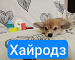 Собаки в других городах Краснодарского края: Щенки корги  Девочка, 50 000 руб. - фото 4