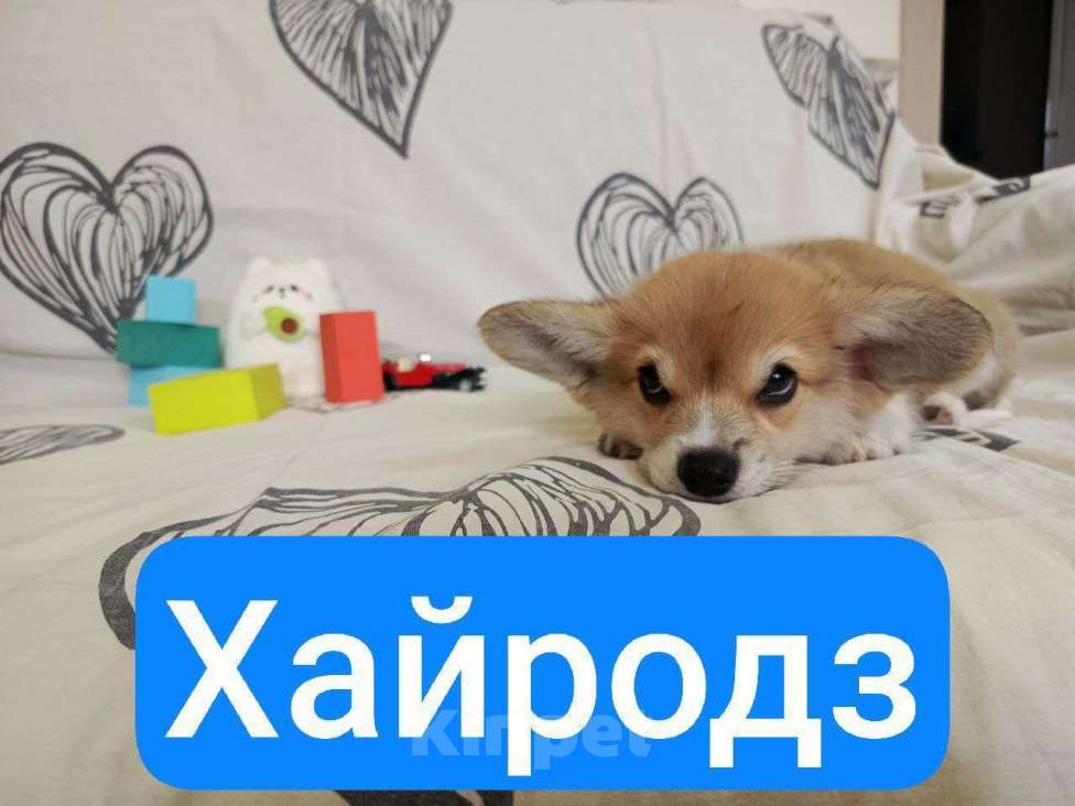 Собаки в других городах Краснодарского края: Щенки корги  Девочка, 50 000 руб. - фото 4