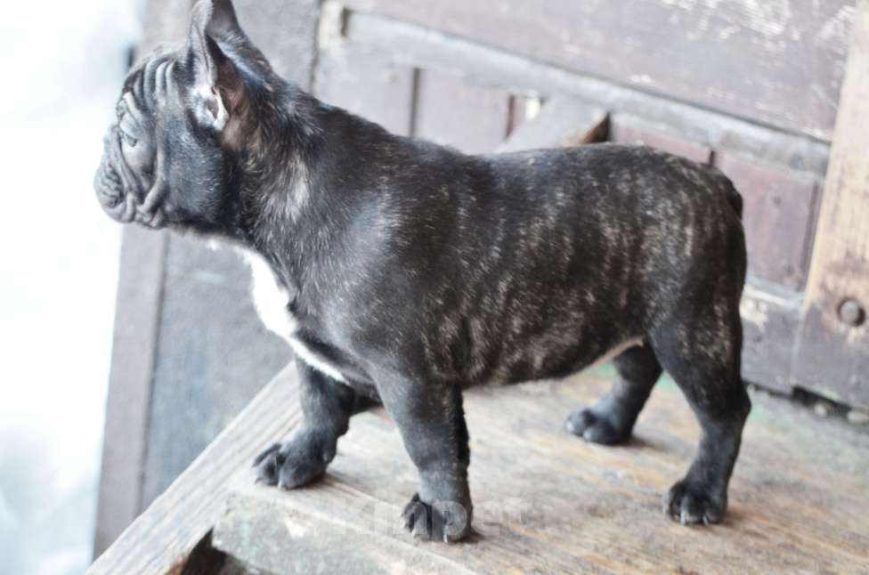 Собаки в Старом Купавне: Малышка Кнопа Девочка, 50 000 руб. - фото 4