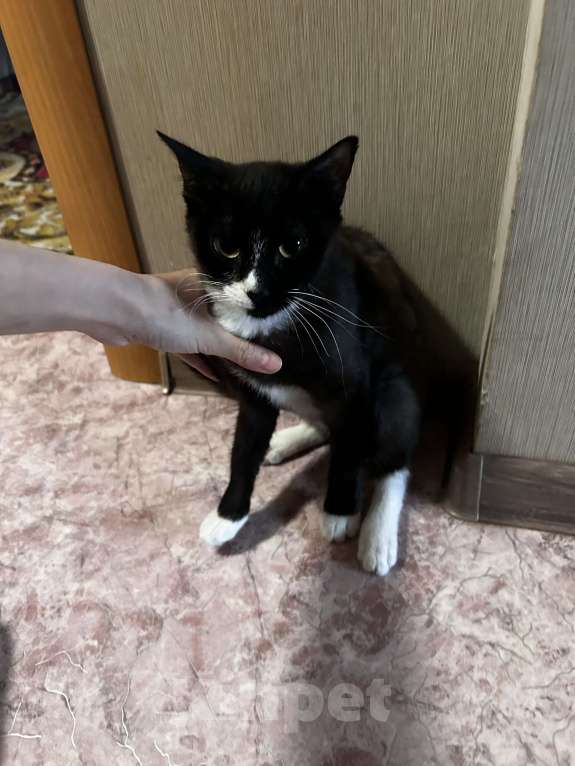 Кошки в Находке: Кошка бесплатно в добрые руки Девочка, Бесплатно - фото 4