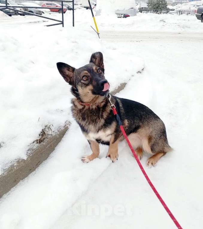 Собаки в Санкт-Петербурге: Совсем маленькая собачка, 7 кг Девочка, Бесплатно - фото 2
