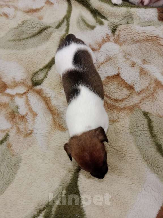 Собаки в Тольятти: Девочка Джек Рассел терьер  Девочка, 20 000 руб. - фото 3