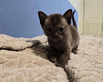 Кошки в Тюмени: Европейские бурманские котята Разнополые, 25 000 руб. - фото 7
