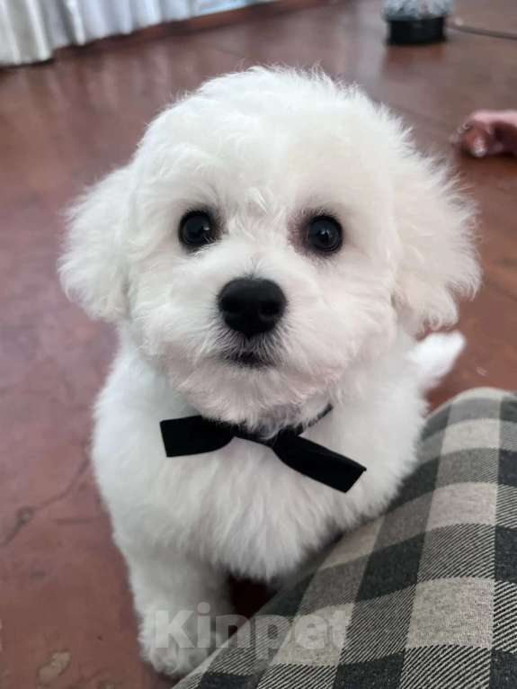 Собаки в Перми: Щенки Бишон фризе Мальчик, 80 000 руб. - фото 2