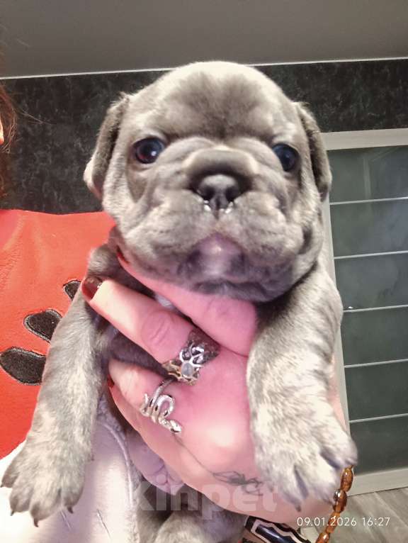 Собаки в Москве: Французские булочки девочки Девочка, 75 000 руб. - фото 4