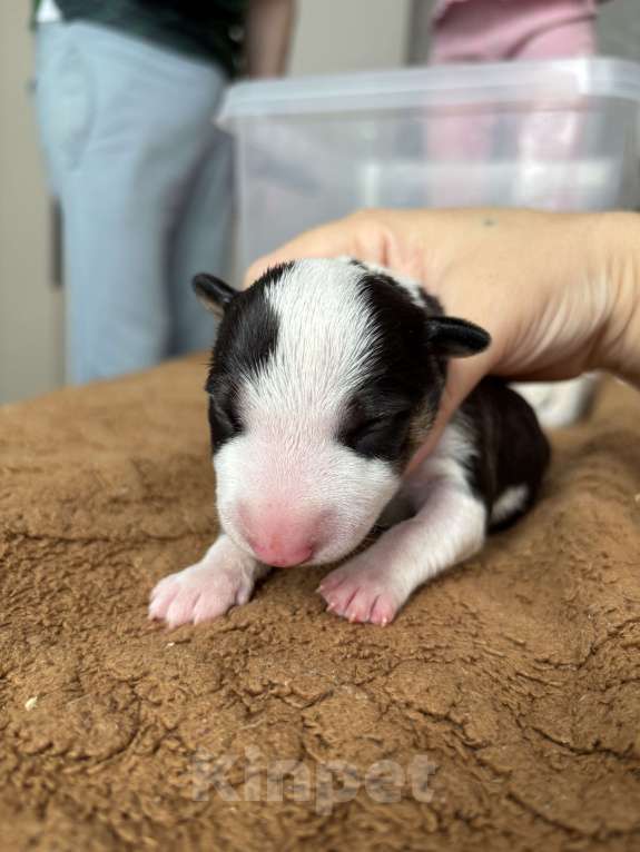 Собаки в Москве: Миниатюрный бультерьер Девочка, 120 000 руб. - фото 3