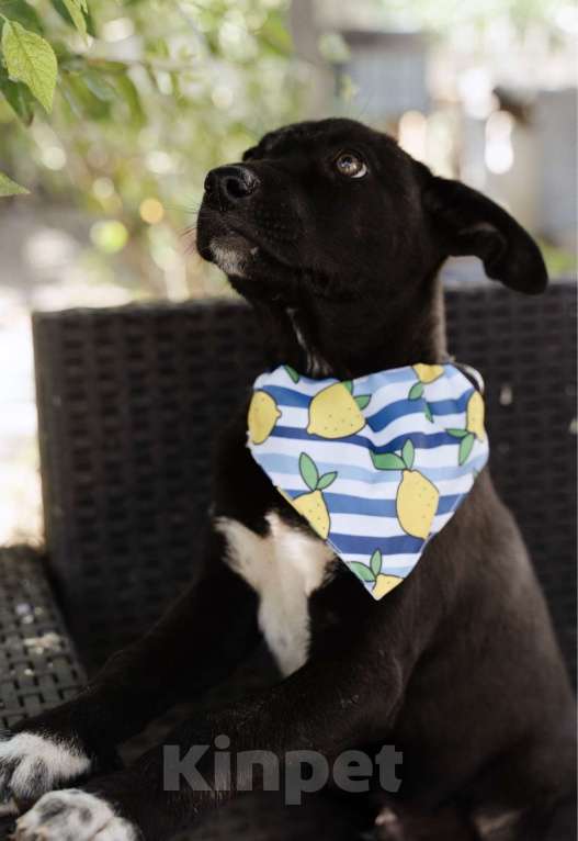 Собаки в Москве: Кай - щенок, смотрящий прямо в душу, ищет любящую семью! Мальчик, Бесплатно - фото 3