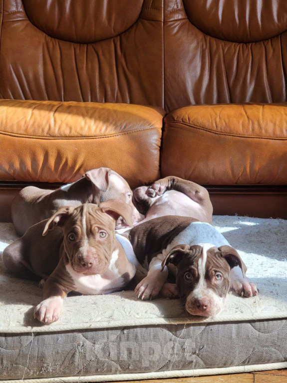 Собаки в Москве: Американский Булли XL Мальчик, 350 000 руб. - фото 9