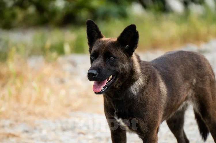 Собаки в других городах Краснодарского края: Метис акиты в дар с доставкой стерилизована чипирована Девочка, Бесплатно - фото 5