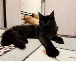 Кошки в Майкопе: Девочка полидакт в шикарной чёрной шубке Девочка, 35 000 руб. - фото 3