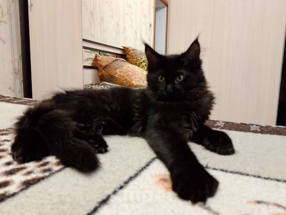 Кошки в Майкопе: Девочка полидакт в шикарной чёрной шубке Девочка, 35 000 руб. - фото 3