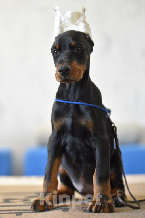 Собаки в Москве: Готов к переезду Девочка, 100 000 руб. - фото 1