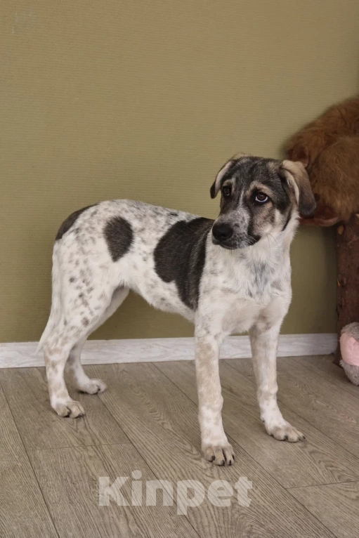 Собаки в Москве: Ищет семью скромная пятнистая девочка Девочка, Бесплатно - фото 7