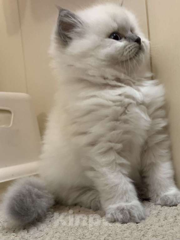 Кошки в Краснодаре: Застенчивый малыш Мальчик, Бесплатно - фото 3