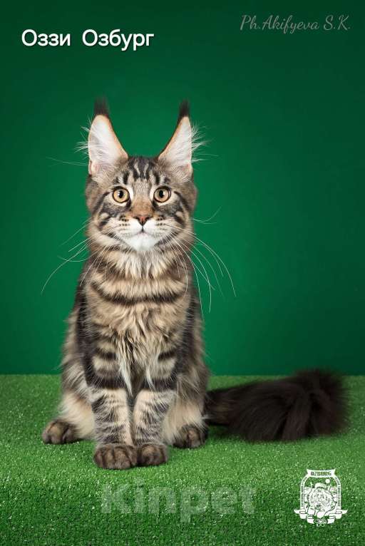 Кошки в Озерске: Котёнок Мейн-кун Оззи Мальчик, 45 000 руб. - фото 3