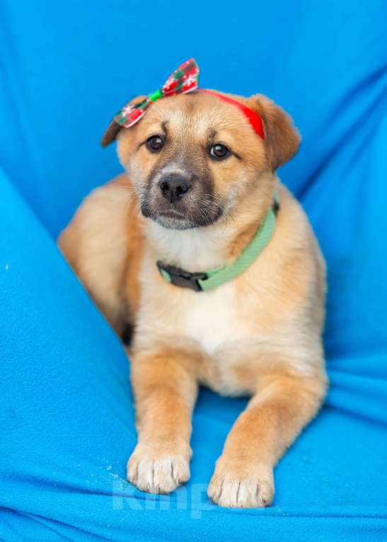 Собаки в других городах Московской области: Щенок Герда в добрые руки Девочка, Бесплатно - фото 7