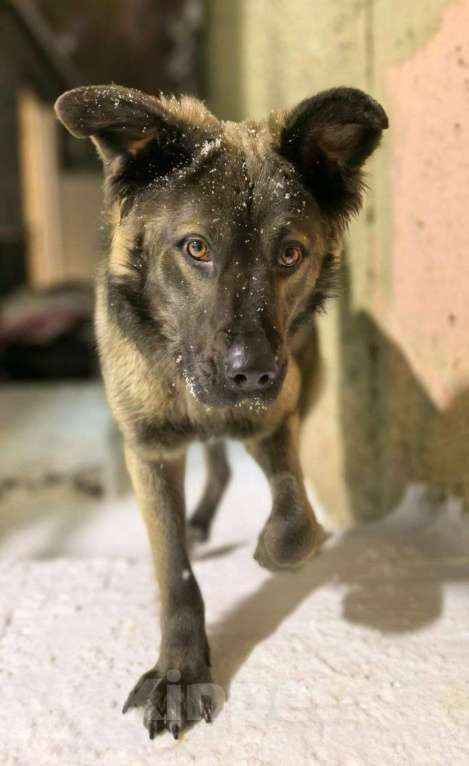 Собаки в Москве: Дисин Мальчик, Бесплатно - фото 2