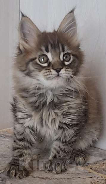 Кошки в других городах Ярославской области: Котята Мейн кун Девочка, Бесплатно - фото 2