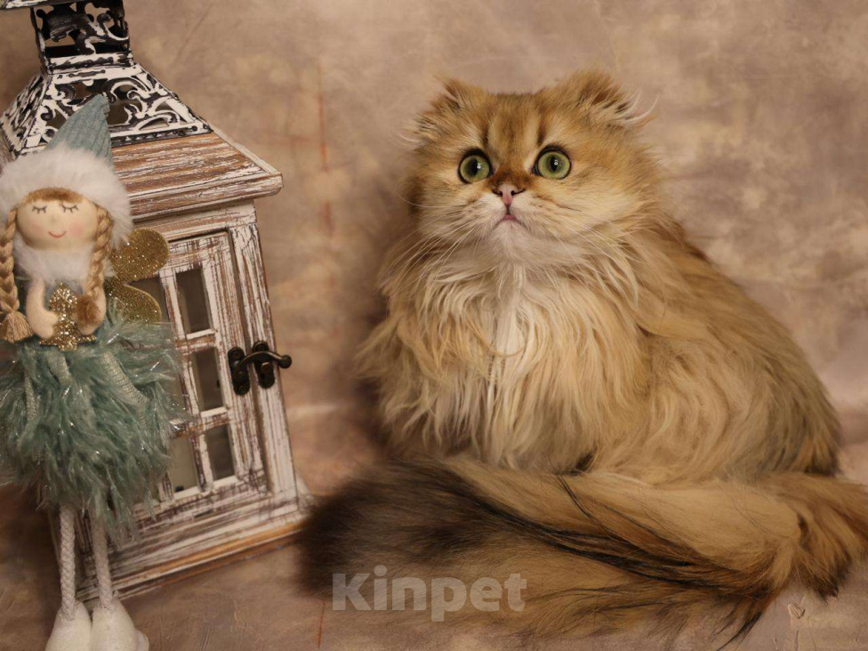 Кошки в Москве: Шотландский вислоухий длинношёрстный котёнок Мальчик, 60 000 руб. - фото 3