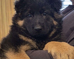 Собаки в Москве: Немецкая овчарка Мальчик, 70 000 руб. - фото 1