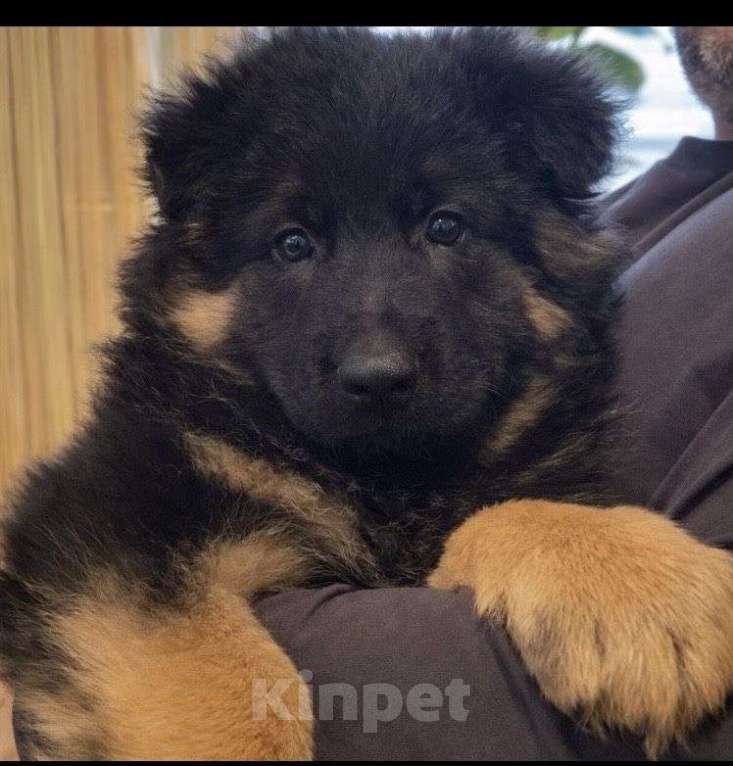 Собаки в Москве: Немецкая овчарка Мальчик, 70 000 руб. - фото 1