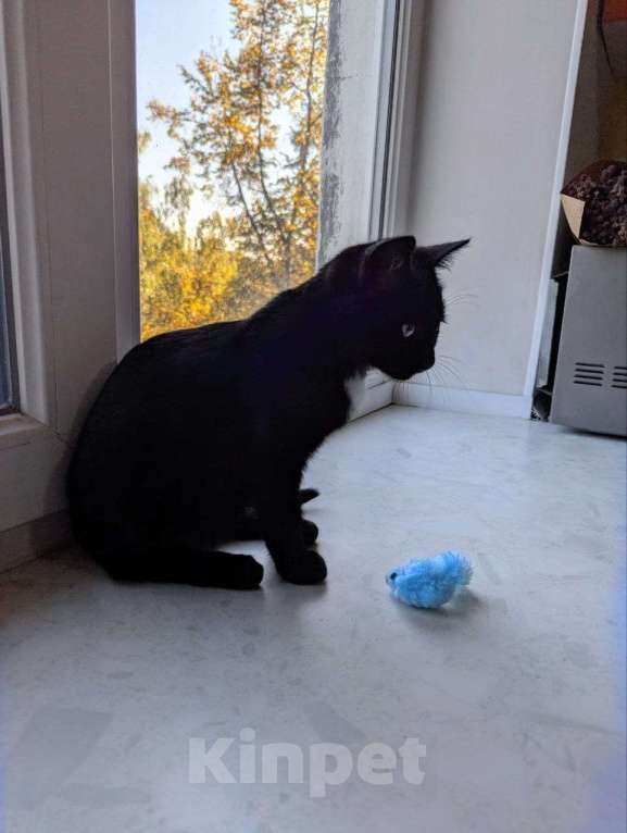 Кошки в Москве: Котенок - в добрые руки Мальчик, Бесплатно - фото 3