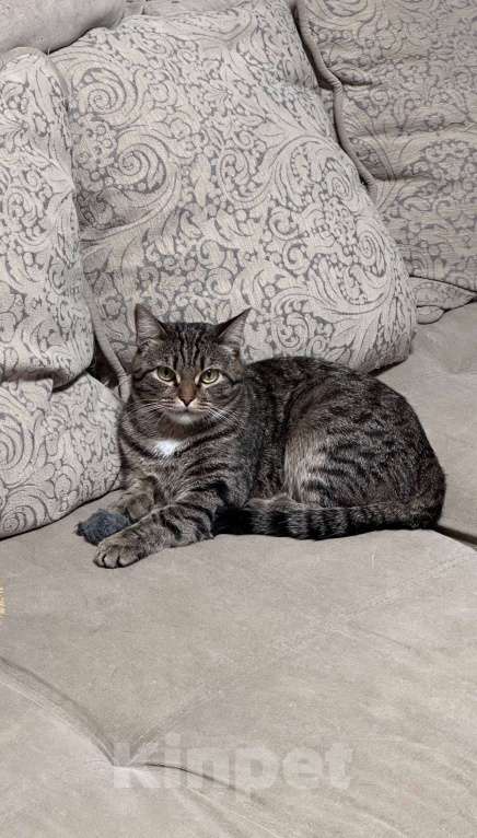 Кошки в Магнитогорске: кошка в добрые руки Девочка, Бесплатно - фото 4