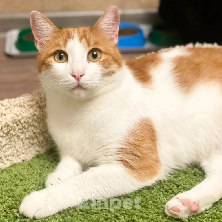 Кошки в Москве: Маркуса никто не замечает Мальчик, Бесплатно - фото 2