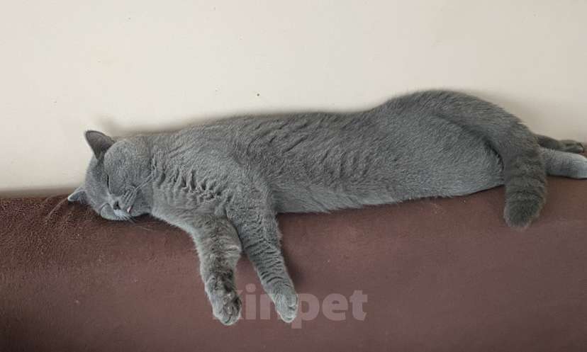 Кошки в Москве: Котенок британец мальчик 9 месяцев  Мальчик, Бесплатно - фото 2