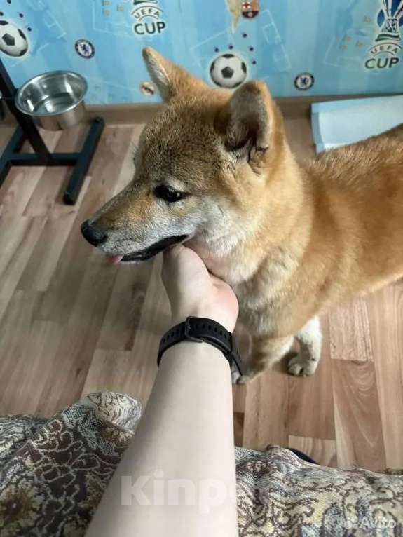 Собаки в Нижнем Новгороде: Сиба ину 6 месяцев Мальчик, 15 000 руб. - фото 3