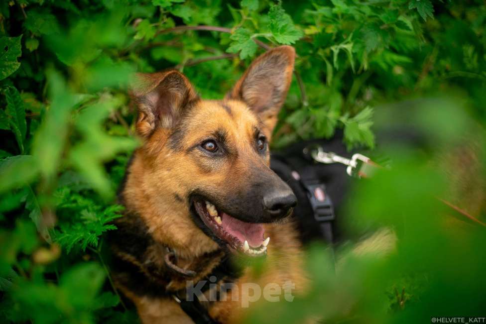 Собаки в Москве: Обаятельнейшая коротколапая овчарка Бирма Девочка, Бесплатно - фото 7