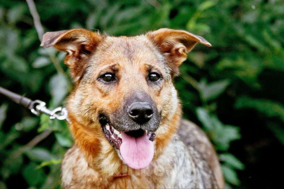 Собаки в Москве: Фреда милая и обаятельная  Девочка, Бесплатно - фото 5