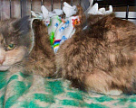 Кошки в Москве: Трехцветная кошка Лара в добрые руки Девочка, 1 руб. - фото 2