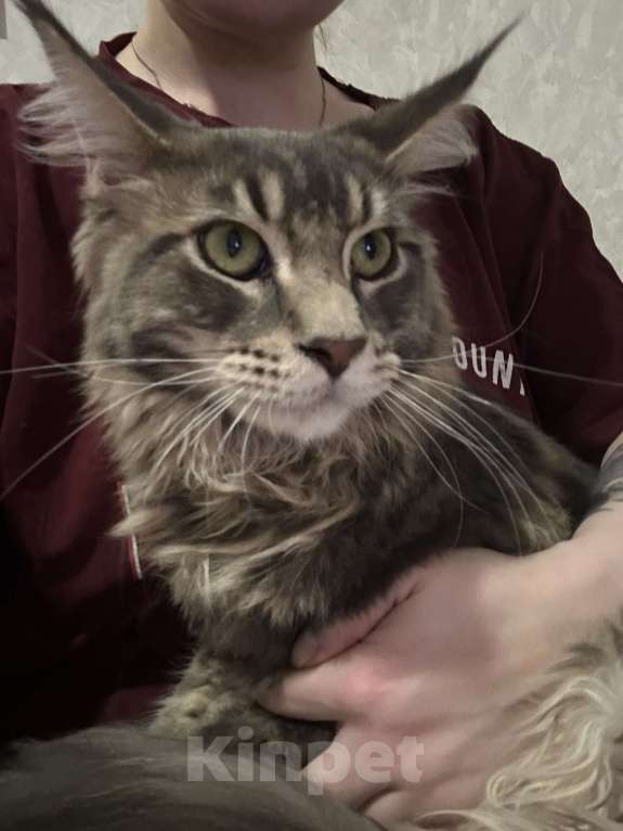 Кошки в других городах Свердловской области: Кот мейн-кун 7 месяцев Мальчик, 7 000 руб. - фото 1