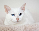 Кошки в Москве: Белоснежная красавица Зефирка ждёт своего человека Девочка, 347 руб. - фото 6