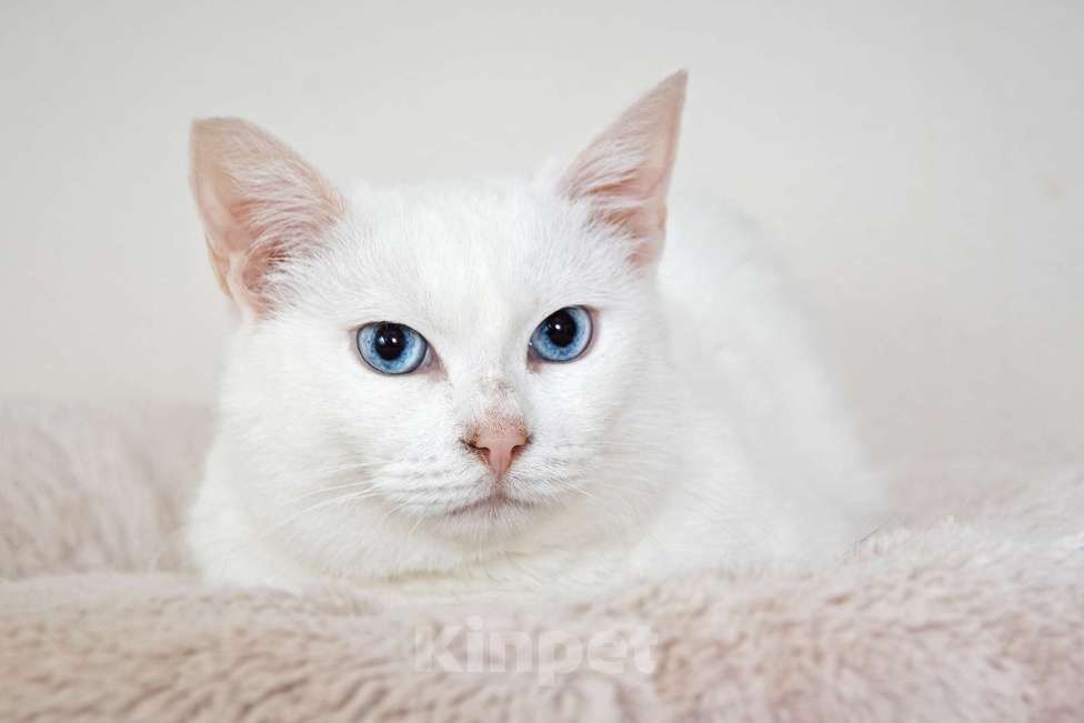 Кошки в Москве: Белоснежная красавица Зефирка ждёт своего человека Девочка, 347 руб. - фото 6