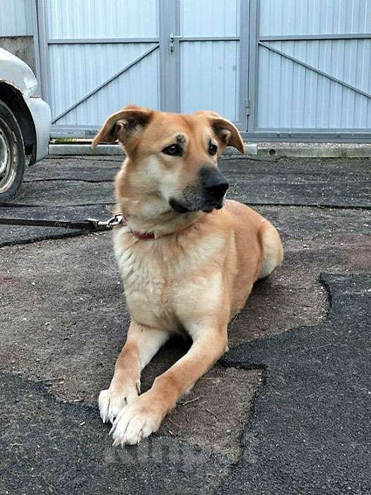 Собаки в Москве: Ваш самый лучший компаньон, домашняя собака Моника в добрые руки Девочка, 10 руб. - фото 3