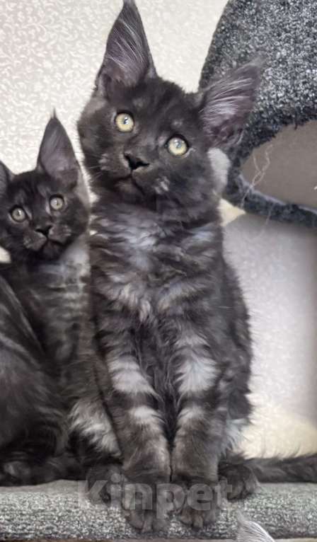 Кошки в Петергофе: Очень славный мальчик Мальчик, 35 000 руб. - фото 2