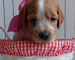 Собаки в Амурске: Продам щенков бретонского эпаньоля, 40 000 руб. - фото 4