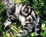 Кошки в Кингисеппе: Кошечка, 2 600 руб. - фото 1