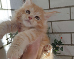 Кошки в Малмыже: Мейн-куны, 10 000 руб. - фото 1